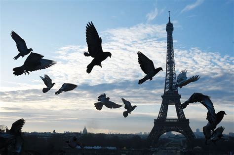 Paris France Pigeons Flying In Front Of The Eiffel Tower At Sunrise