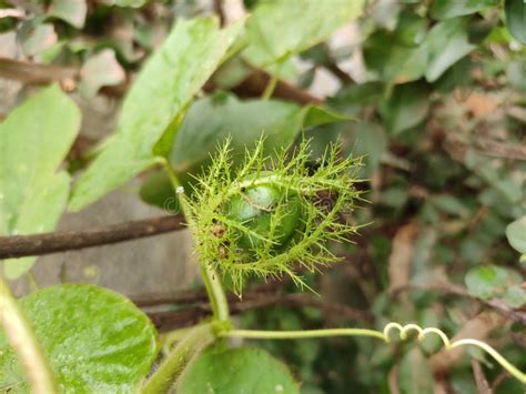 Passiflora Foetida Is A Species Of Passion Flower Stock Image Image