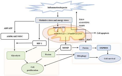 Potential Role Of Mitochondria In Gastric Cancer Detection Fission And