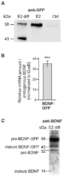 Expression Analysis Of Bdnfgfp In Bdnfgfp Escs And Differentiated