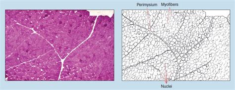 Chapter Muscle Tissue Histology An Identification Manual