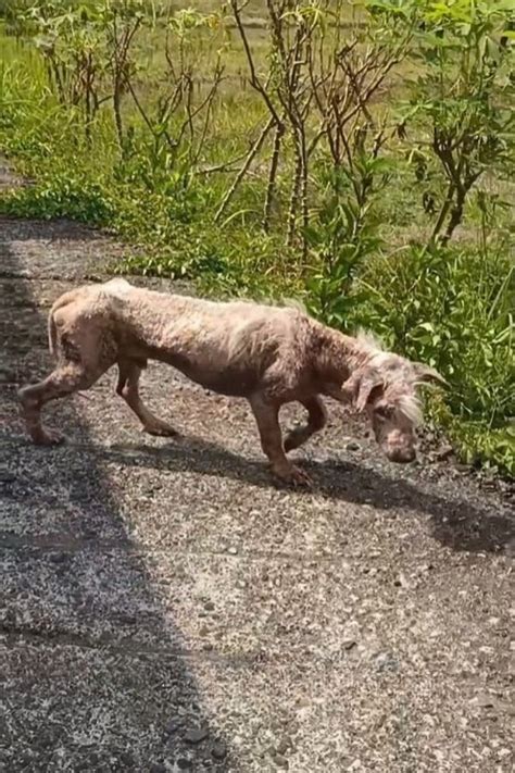 Naked Stray Pup Who Was Distrustful Of Humans Turns Into The Cuddliest Teddy Bear