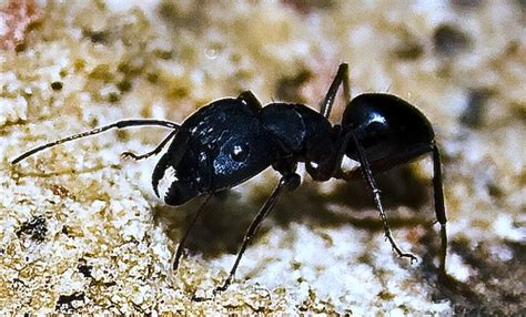 Crazy Ants. Arizona Ant Pest Control, Home and Business