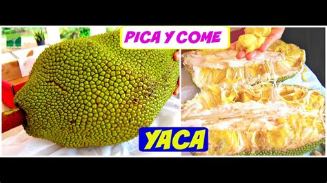 Introducir 39+ imagen recetas de yaca fruta - Abzlocal.mx