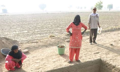 Rice farming in India much older than thought, used as 'summer crop' by ...