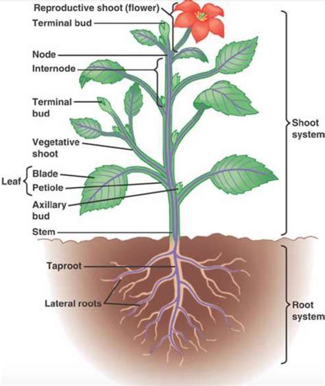 Plant Anatomy Diagram