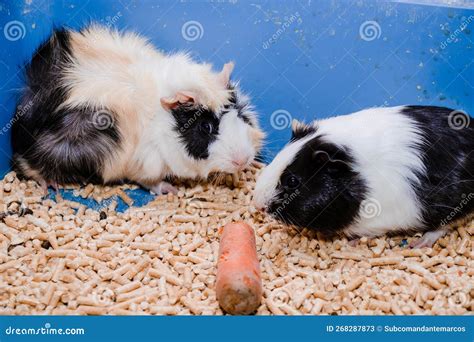 Portrait Of A Cute Domestic Guinea Pig Close Uplatin Name Cavia