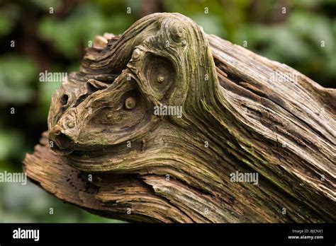 Natural wood sculpture Stock Photo - Alamy