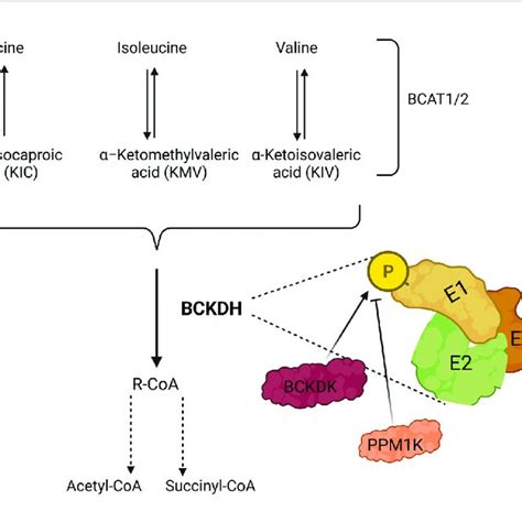 Illustration Showing Catabolism Of Branched Chain Amino Acids