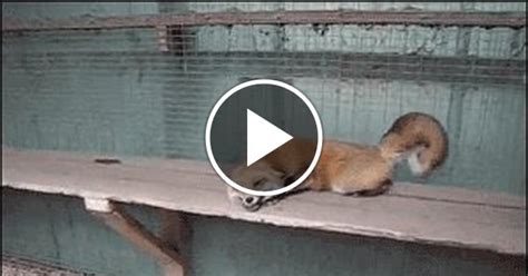 Упоротая лиса) | Пикабу