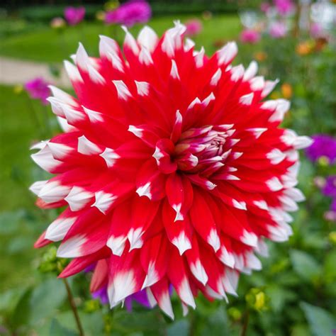 Duet Dahlia Double Dahlias Shop And Save At Brecks