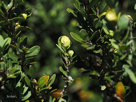 Buxus Sempervirens Boj Naturaleza Para Todos