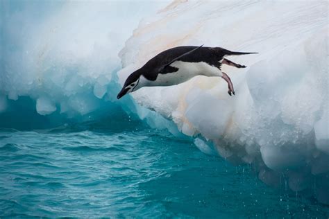 Chinstrap Penguin Wallpapers