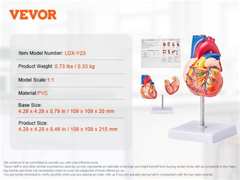 VEVOR Human Heart Model 2 Part 1 1 Life Size Anatomically Accurate