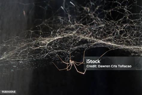 Skinny Spider Stock Photo - Download Image Now - Animal, Close-up