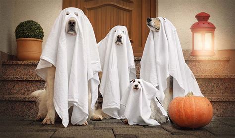 110+ Best Dog Halloween Costumes to Dress Up Your Dogs (Updated 2024)