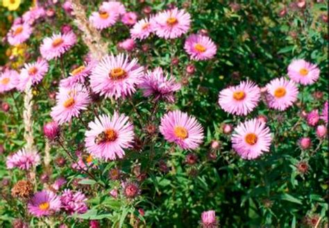 Астра Альпийская розовая - AgroFlora.ru
