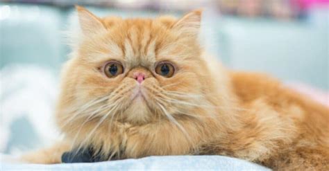 9 Yellow Cat Breeds and Yellow Cat Names - A-Z Animals