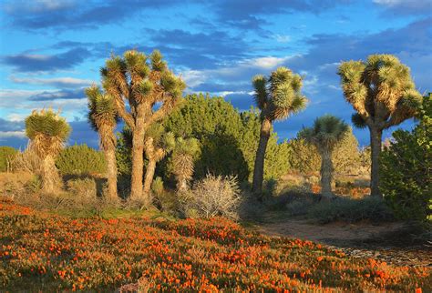 Antelope Valley California Rennett Stowe Flickr