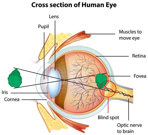 Diagramma Che Mostra La Sezione Trasversale Dell Occhio Umano