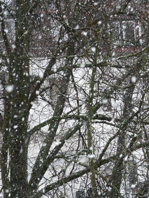 Free Images Tree Forest Branch Cold White Leaf Weather Flake