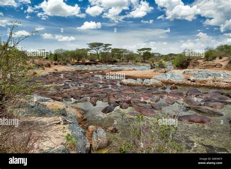 Huge Amount Of Hippos Hippopotamus Amphibius In Famous Hippo Pool Of