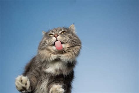 Why Do Cats Stick Their Tongue Out