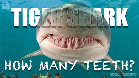 How Many Teeth Does a Tiger Shark Have? – sharksinfo.com