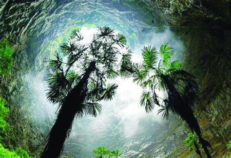 Ancient Forest World Discovered More Than 600ft Below The Surface In