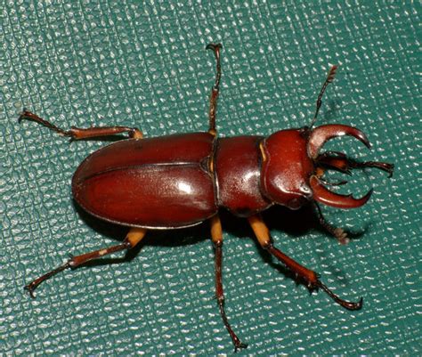 Pseudolucanus Capreolus Red Brown Stag Beetle Scott Flickr