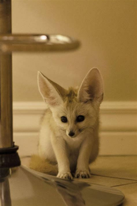 Fennec Fox Pet Uk | Pets Animals US