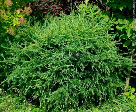 Лиственница европейская Корник: купить саженцы Larix decidua Kornik в ...