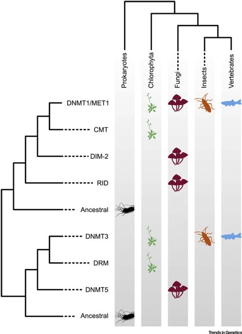 Dna Methylation Shared And Divergent Features Across Eukaryotes