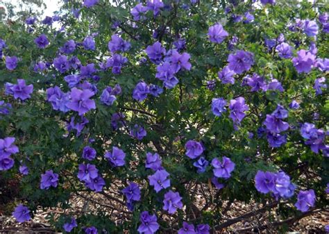 Australian Native Plants Flowering Bushes Hibiscus Flowers And Shrub