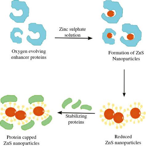Mechanism describing the synthesis and stabilization of zinc sulfide ... 