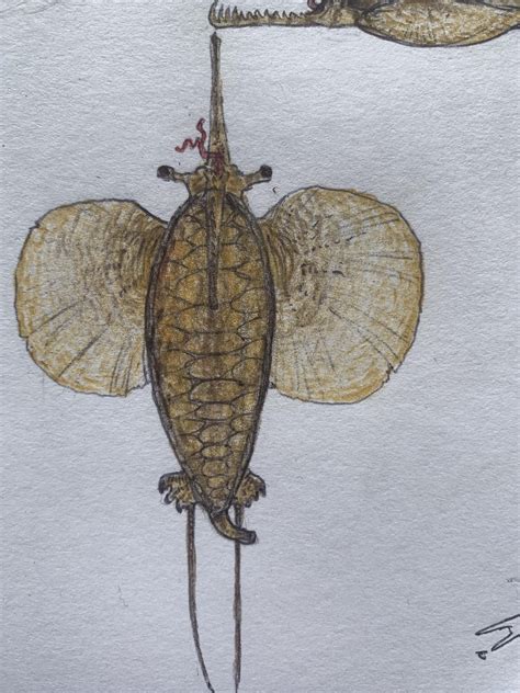 A super derived fully aquatic trap jaw turtle : r/SpeculativeEvolution