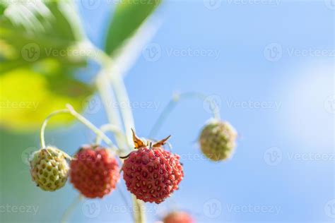 Strawberry plant. Wild stawberry bushes. Strawberries in growth at