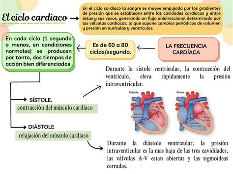 Ciclo Cardiaco Katherin Pico Udocz