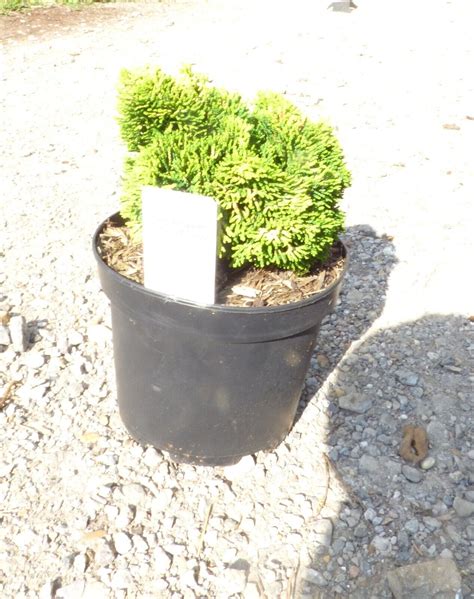 Chamaecyparis Obtusa Aurora Hinoki Cypress In 2l Pot Ebay