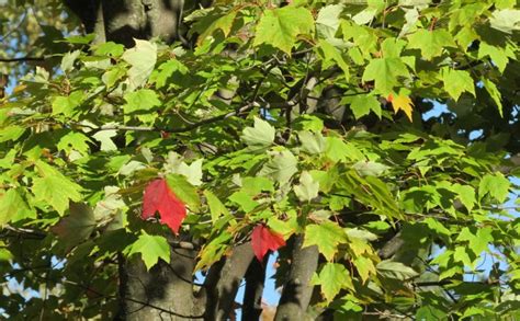 Red Maple Tree Leaf – Tree Pictures BLog