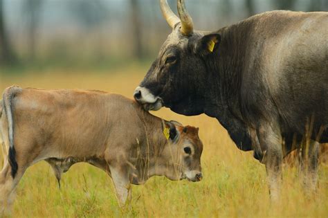Taurus Cattle
