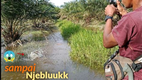 BANYAK IKAN GABUS BESAR BERKELIARAN SAAT PERKEBUNAN SAWIT INI BANJIR