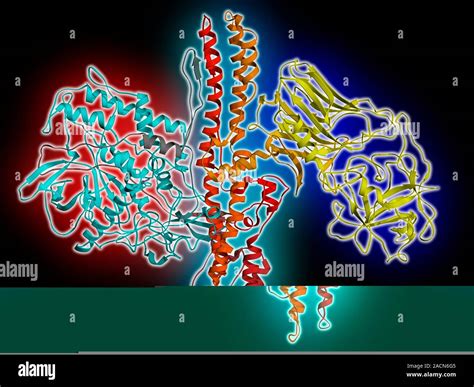 Clostridium Botulinum Neurotoxina Modelo Molecular Mostrando La