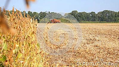 Soybeans Ready for Harvest. Harvester Machine To Harvest Soybean Field ...