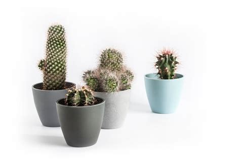 Premium Photo Potted Cacti Isolated On White Background