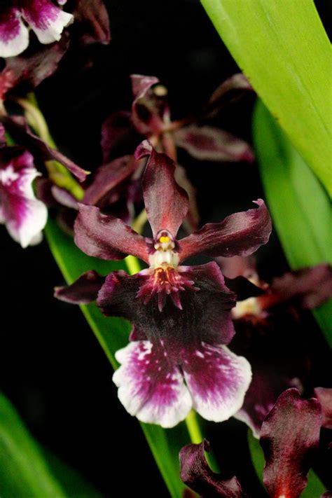 Odcdm Burgundian Velvet Underground Orchid Orchids Rare Orchids