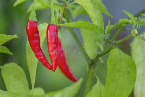 Frutescens Do Capsicum Imagem De Stock Imagem De Seco