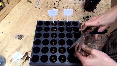 Planting Locust Tree Seeds Youtube