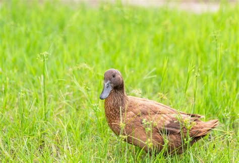 The 5 Best Duck Breeds For Laying Lots Of Eggs The Egg Carton Store Blog