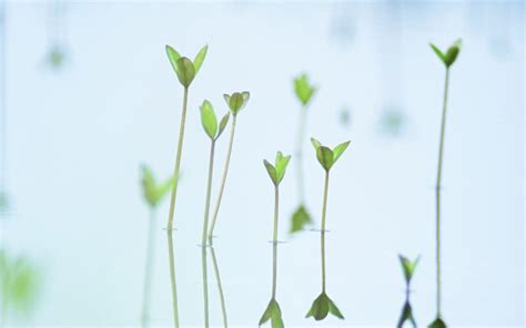 Wallpaper Water Reflection Branch Green Leaf Flower Flora Twig